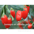 Goji Berry